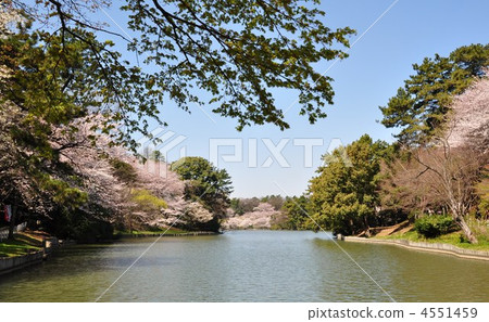 Cherry blossoms in full bloom and Ooike 4551459