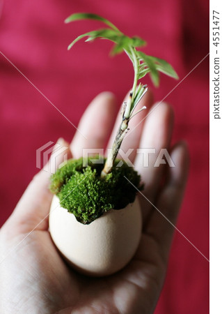 Houseplant in the egg's shell Houseplant in the egg's shell 4551477