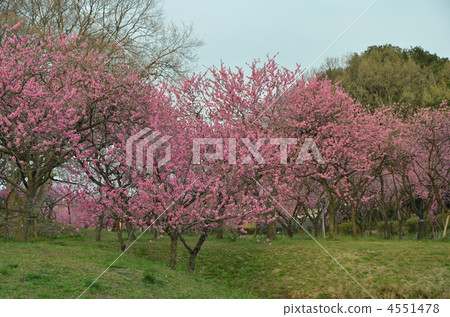 Peach blossoms Park in full bloom Peach blossoms Park in full bloom 4551478