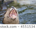 海洋動物 水獺 打哈欠 4551534