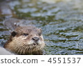 海洋動物 水獺 動物 4551537