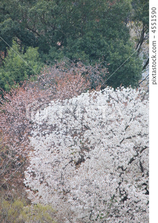 吉野櫻花樹 植物 植物學 4551590