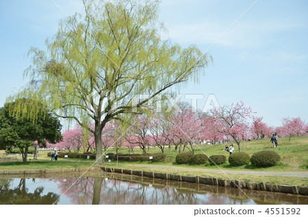 桃花公園 4551592