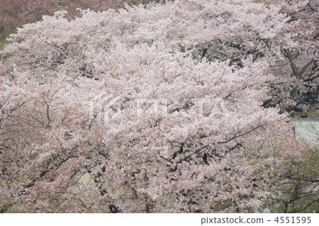 吉野櫻花樹 河津櫻 櫻花 4551595