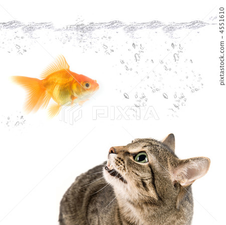 angry cat and gold fish 4551610