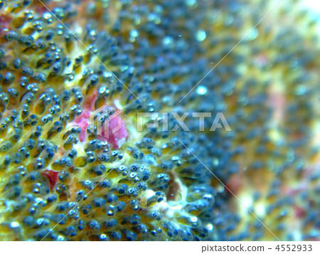 Anemonefish Anemonefish Egg Seawater Sea Eyes Anemonefish Anemonefish Egg Seawater Sea Eyes 4552933
