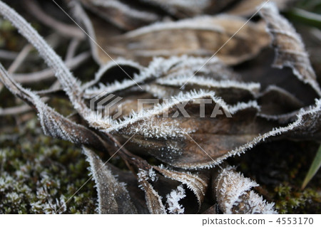 frost, hoarfrost, freeze 4553170