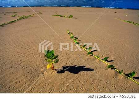 mozambique, reflection, reflexion 4553191