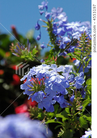Plumbago 4553197