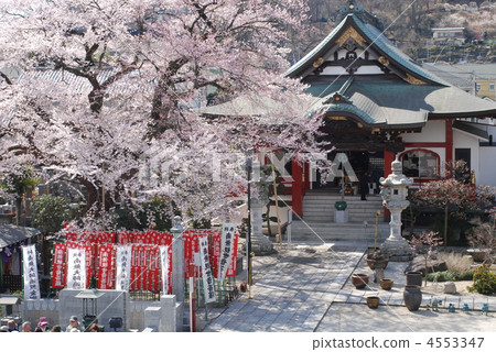 Cherry blossoms of Hachioji Takao Daikoji 4553347