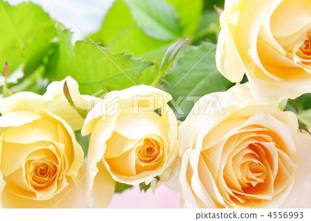 Yellow rose bouquet Yellow rose bouquet 4556993