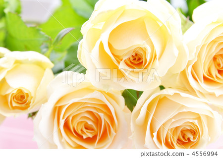 Yellow rose bouquet Yellow rose bouquet 4556994