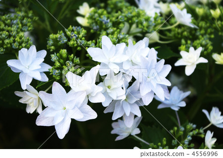 繡球花 橡樹葉繡球花 花朵 4556996