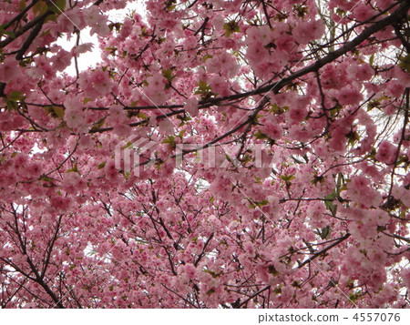 賞櫻 花朵 花 4557076