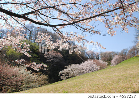 八王子多摩山 八王子多摩山 4557257