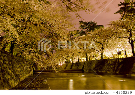 Mukawa的櫻花 4558229