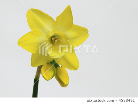 Western Narcissus (trumpet Daffodils) Western Narcissus (trumpet Daffodils) 4558491