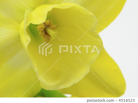 Up of Western Narcissus (trumpet Daffodil) Up of Western Narcissus (trumpet Daffodil) 4558523