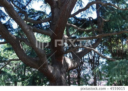 Trunk of Himalayan cedar 4559015