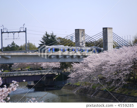 櫻花在Akiko河公園和Aonami線 4559285