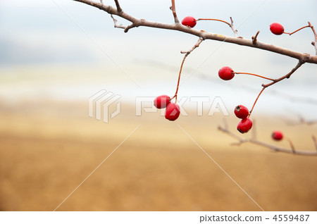 hawthorn branch 4559487