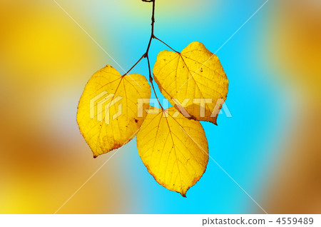 bright yellow-blue elegy. shallow dof 4559489