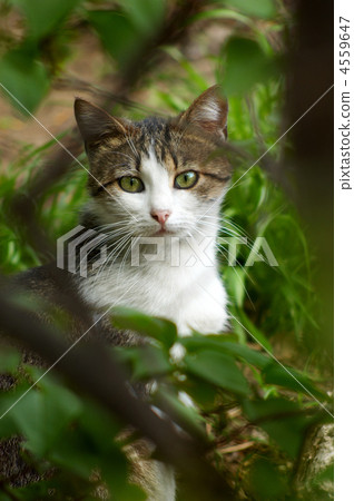 stray cat hiding in the bush stray cat hiding in the bush 4559647