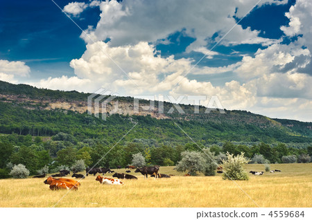 cow at meadow 4559684