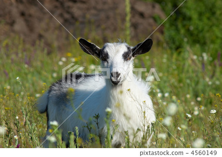 white kid at meadow 4560149