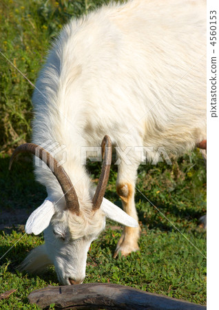 white goat grazing white goat grazing 4560153