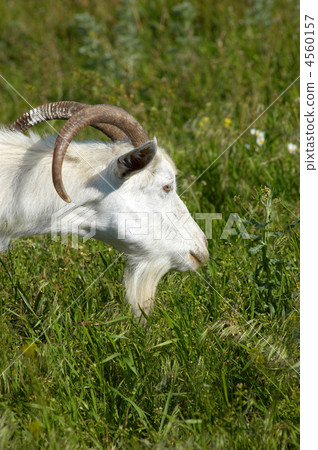 white goat grazing 4560157