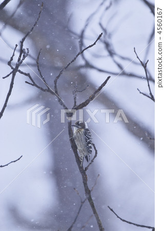 侏儒啄木鳥 啄木鳥 鳥兒 4560167