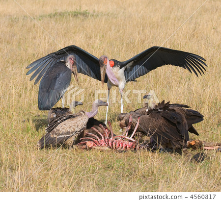 vultures and marabou feedind, masai mara, kenya 4560817