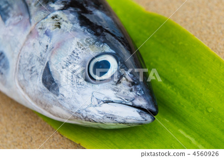 head of tuna fish 4560926