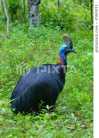 close up image of cassowary in green grass 4560931