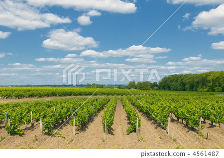 vineyards in bordeaux 4561487