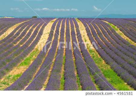 Lavender field, Provence, France Lavender field, Provence, France 4561581