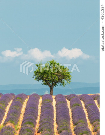 tree in lavender field, Provence, France 4561584