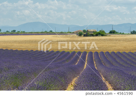 Lavender field, Provence, France 4561590