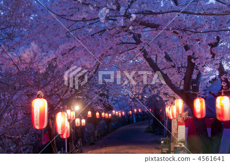 奈良Sakogawa Yozakura的道路 4561641