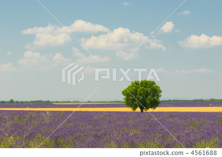 tree in lavender field, Provence, France tree in lavender field, Provence, France 4561688