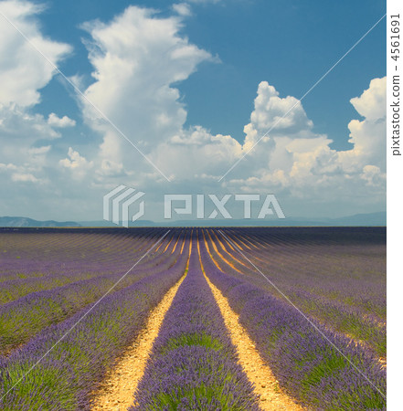 Lavender field, Provence, France 4561691
