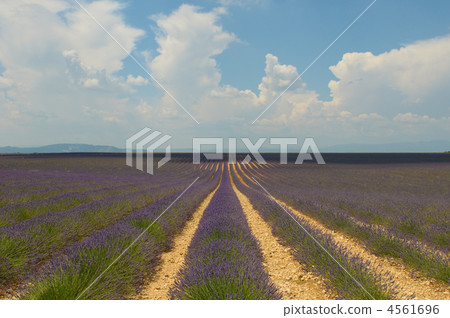 Lavender field, Provence, France 4561696