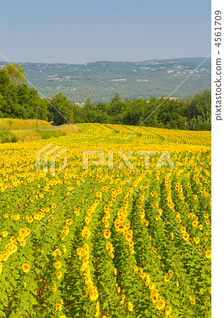Sunflower field, Provence, France, shallow focus 4561709