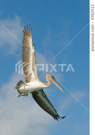 flying pelican, los roques islands, venezuela flying pelican, los roques islands, venezuela 4562012