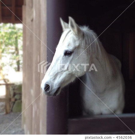 尊貴的歌 4562036