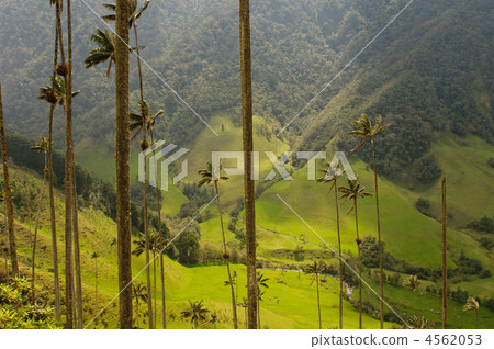 Vax palm trees of Cocora Valley, colombia 4562053