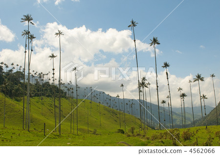 Vax palm trees of Cocora Valley, colombia 4562066