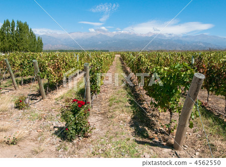 Vineyards of Mendoza, Argentina 4562550