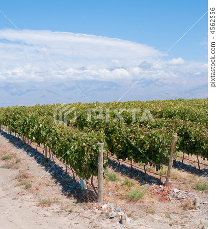 Vineyards of Mendoza, Argentina Vineyards of Mendoza, Argentina 4562556